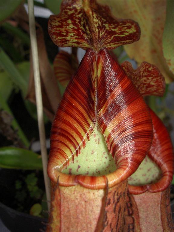 Nepenthes spectabilis x veitchii 1